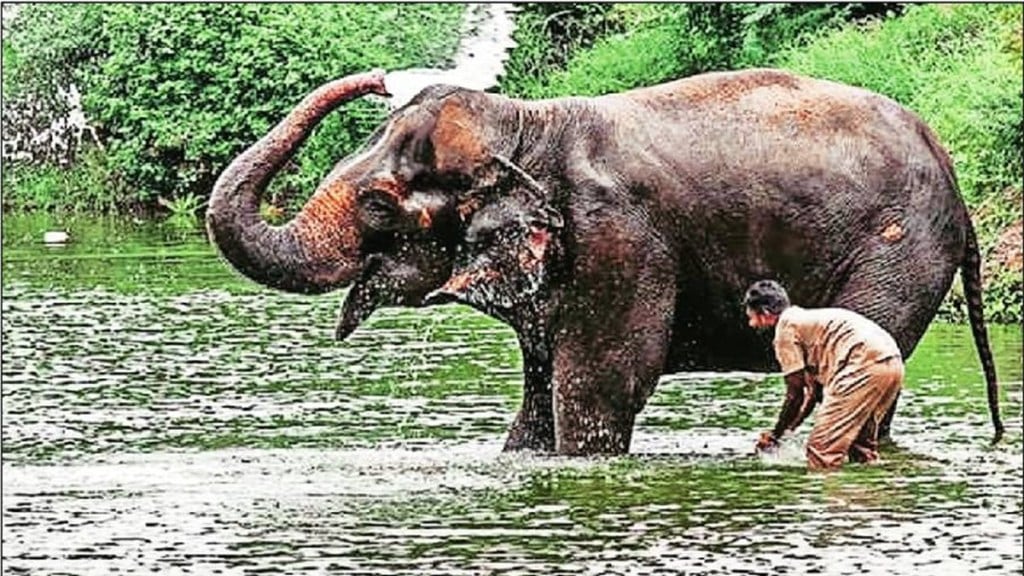 Madhuri elephant rehabilitation, Mahadevi elephant Nandani Math, Wantara organization aid, Maharashtra elephant sanctuary,