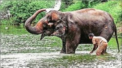 ‘महादेवी’ कोल्हापुरात परतणार, वनतारा संस्थेची मुख्यमंत्र्यांशी चर्चा; पुनर्वसन केंद्राचा राज्याकडून प्रस्ताव