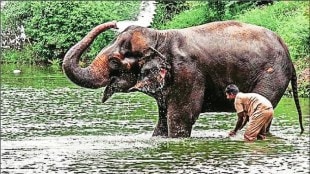 Madhuri elephant rehabilitation, Mahadevi elephant Nandani Math, Wantara organization aid, Maharashtra elephant sanctuary,