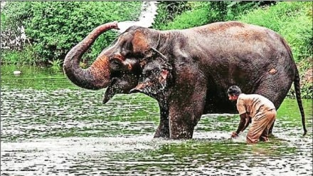 Madhuri elephant rehabilitation, Mahadevi elephant Nandani Math, Wantara organization aid, Maharashtra elephant sanctuary,