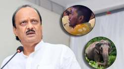 “तुला हत्तीणीवर बसवतोच”, माधुरी हत्तीणीला परत आणायची मागणी करणाऱ्या तरुणाला अजित पवारांचा चिमटा