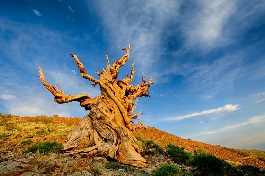 World’s oldest tree, Methuselah tree age