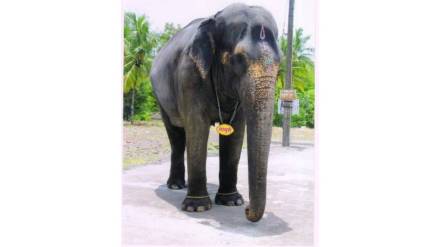 All party leaders begin efforts to bring back Mahadevi