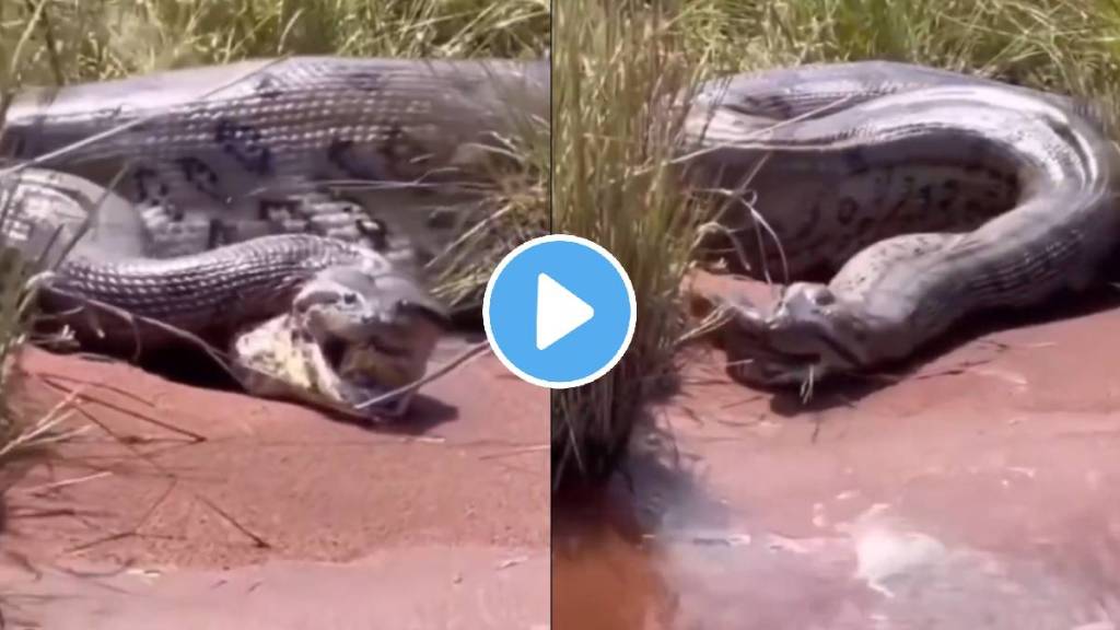 Anaconda swallowed another anaconda video viral