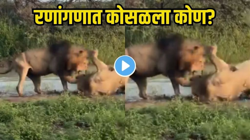 Lion vs Lion Clash
