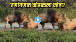 बापरे! दोन सिंहांमध्ये भयंकर लढाई; गडगडाटी डरकाळ्या, पंजांचा प्रहार व रक्तरंजित थरार, शेवटी कोण पडलं कुणावर भारी, पाहा VIDEO