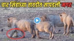 चार भुकेल्या सिंहांनी मगरीला घेरलं; सिंहांनी शेपटी पकडली, जबडा धरला तरीही मगरीनं हार मानली नाही, पण Video चा शेवट पाहून थक्क व्हाल