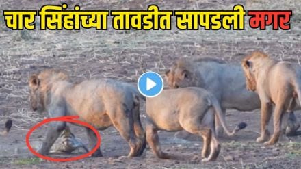 Crocodile attack viral video
