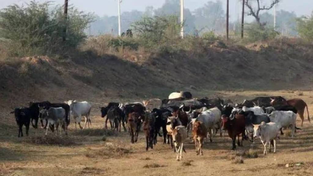 maharashtra Animal husbandry department agricultural business status