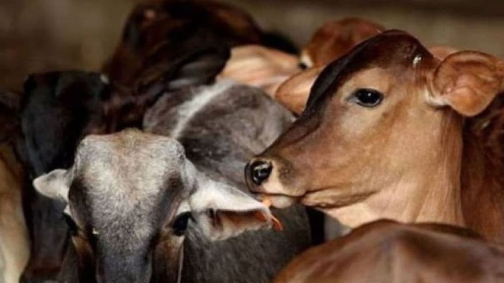 BJP MLC slams cow vigilantes