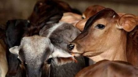 BJP MLC slams cow vigilantes BJP MLC slams cow vigilantes