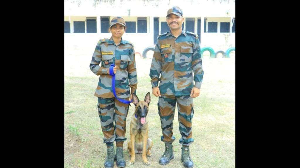 A Belgian Shepherd dog deployed to the Sahyadri Tiger Reserve