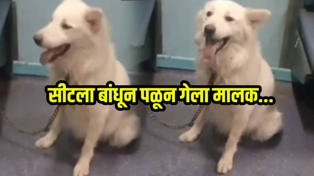 Pet Dog Viral Video