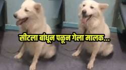 हे यांचे प्राणीप्रेम? प्रवासादरम्यान सीटला बांधून पळून गेला मालक; VIDEO ची सोशल मीडियावर चर्चा