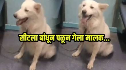 Pet Dog Viral Video