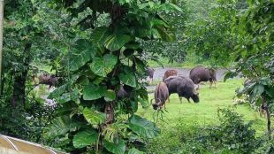 Bison herd creates panic in Sawantwadi city as residents blame forest department negligence Increasing human-wildlife conflict