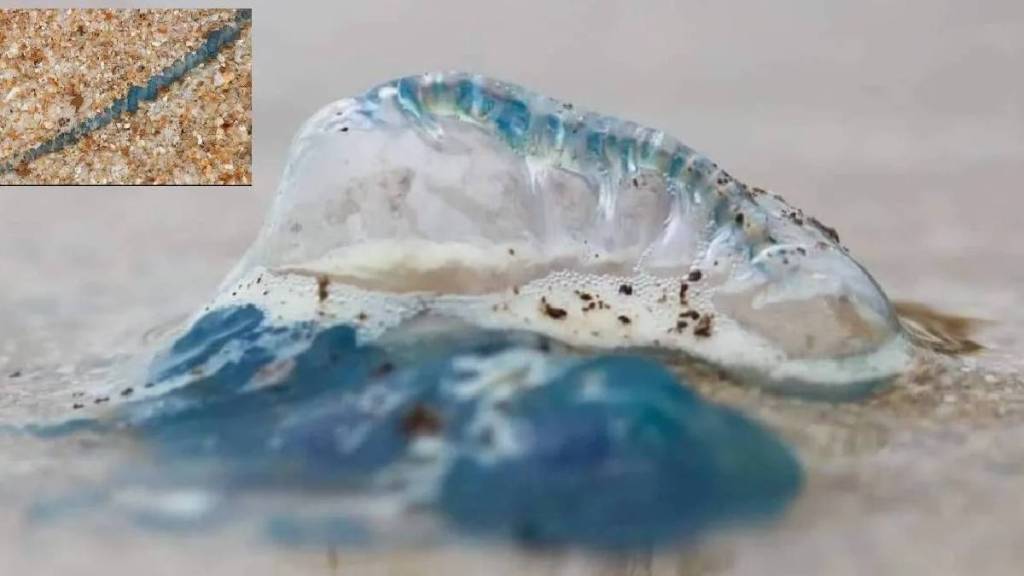 Blue bottle jellyfish at Girgaon Chowpatty