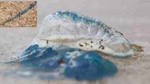 Blue bottle jellyfish at Girgaon Chowpatty