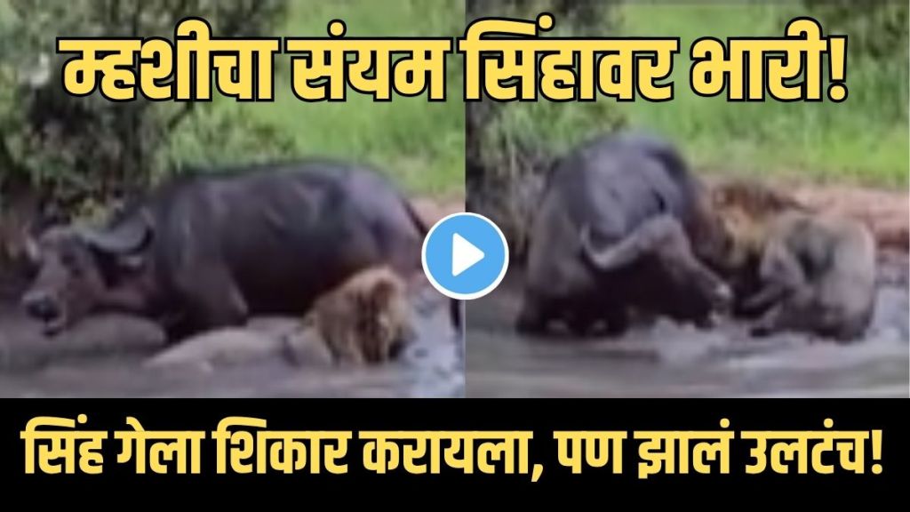 Lion Hunting Buffalo Gone Wrong