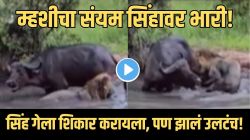 संयम ठेवला की, मार्ग आपोआप सापडतो! सिंह म्हशीची शिकार करायला गेला अन् काही सेकंदातच डाव पालटलं! Video चा शेवट नक्की पाहा