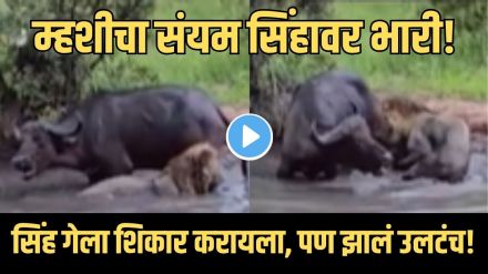 Lion Hunting Buffalo Gone Wrong