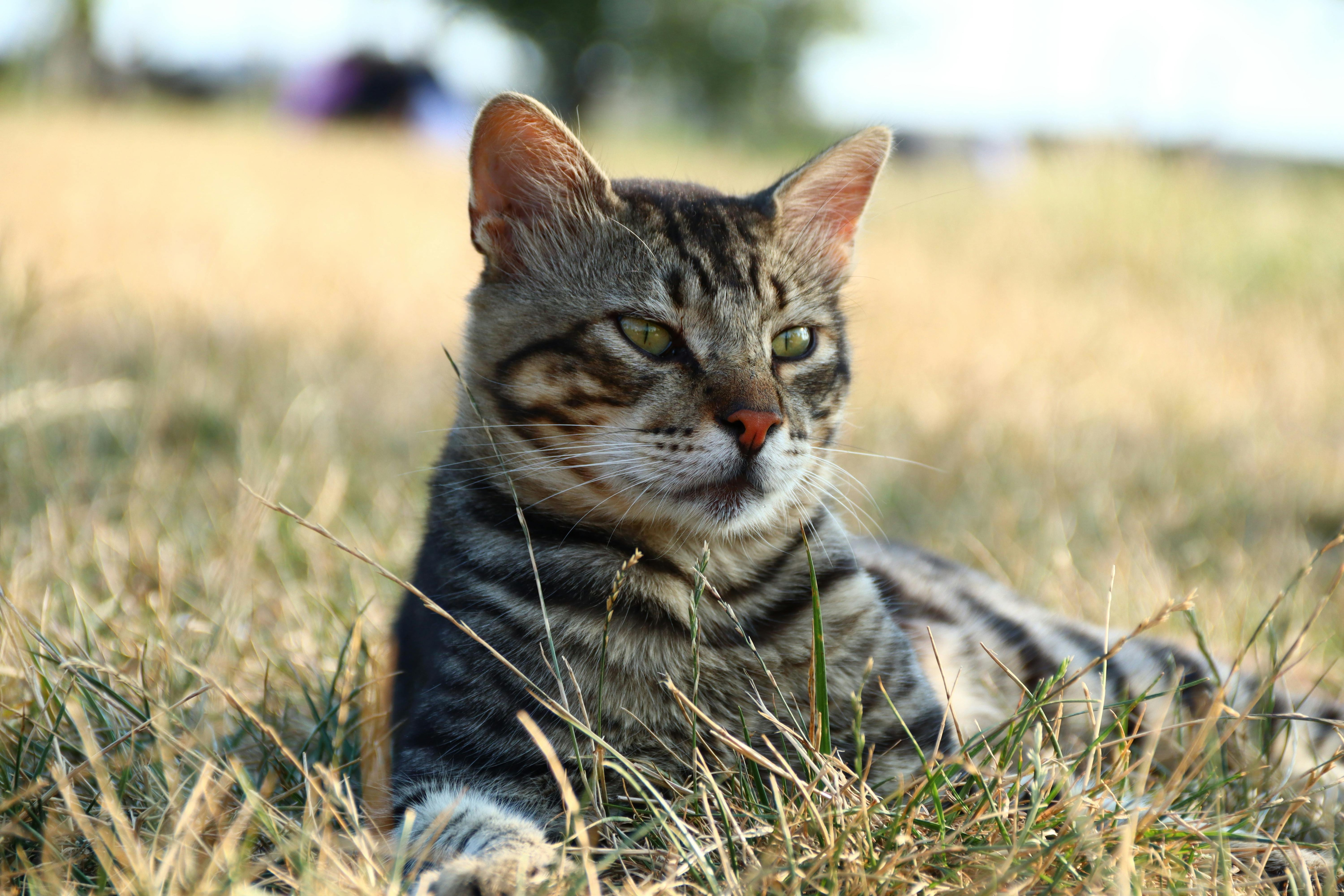Cat Scratch Disease, Cat Scratch Disease Symptoms