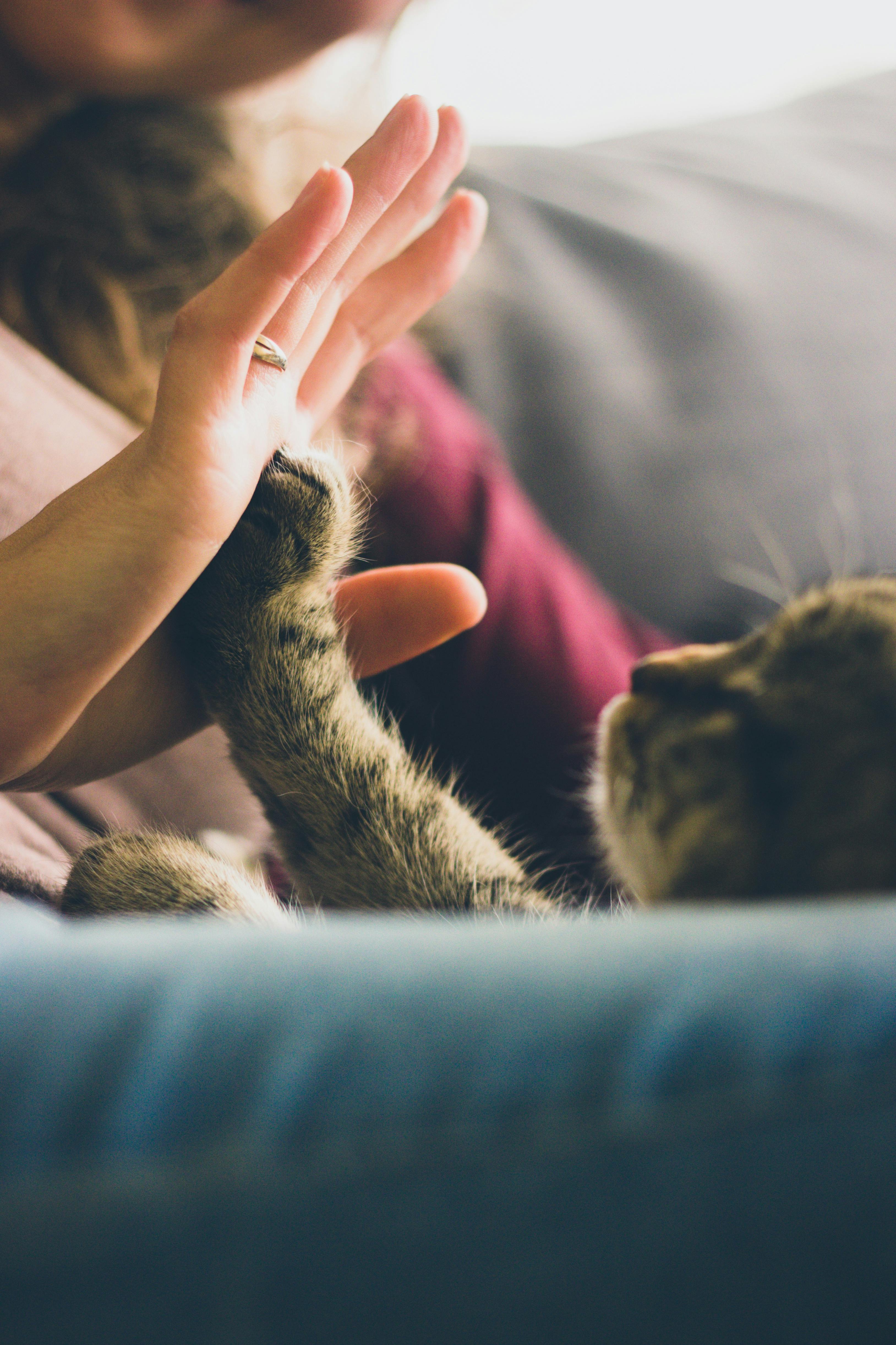 Cat Scratch Disease, Cat Scratch Disease Symptoms