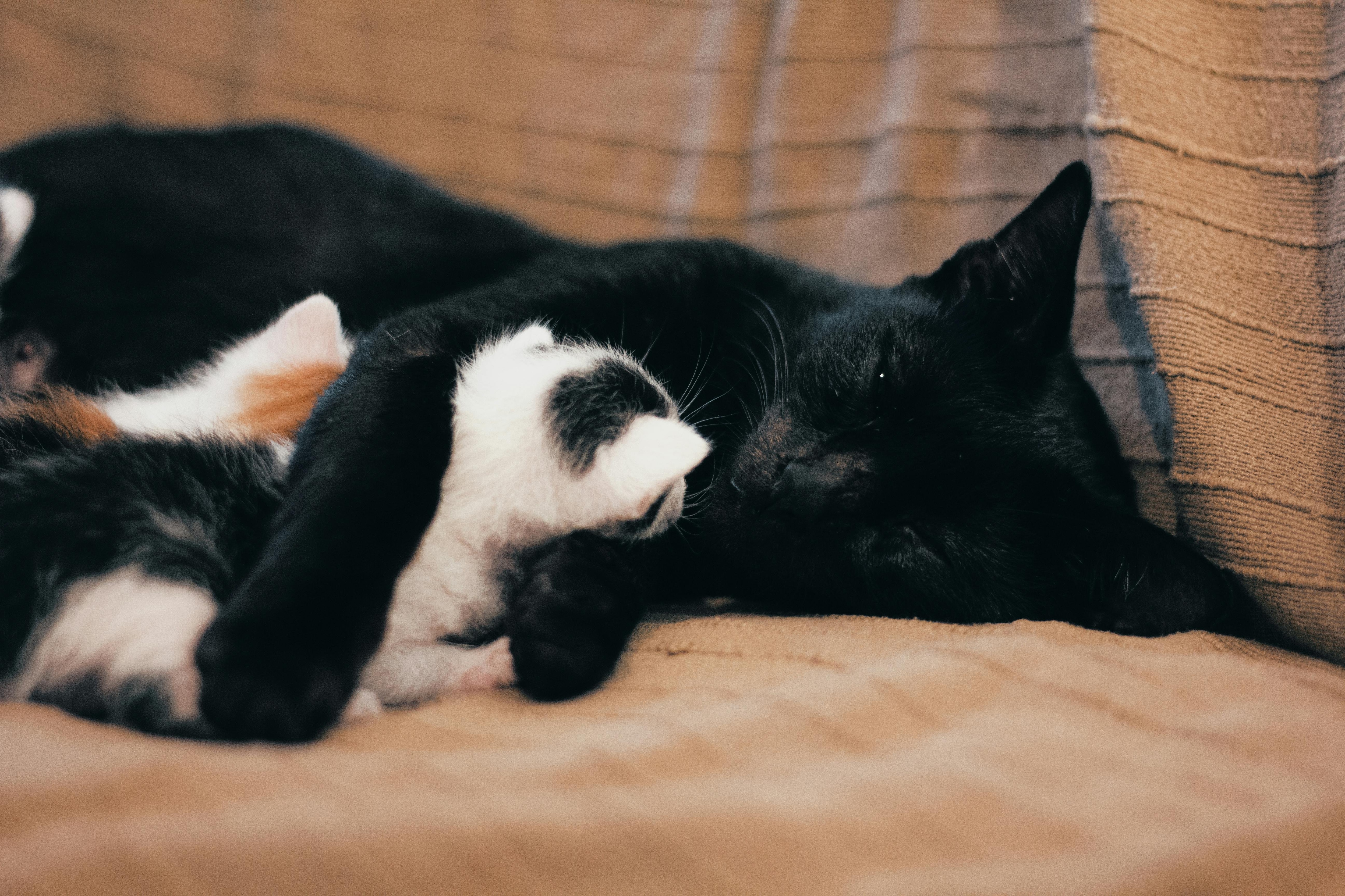 Cat Scratch Disease, Cat Scratch Disease Symptoms
