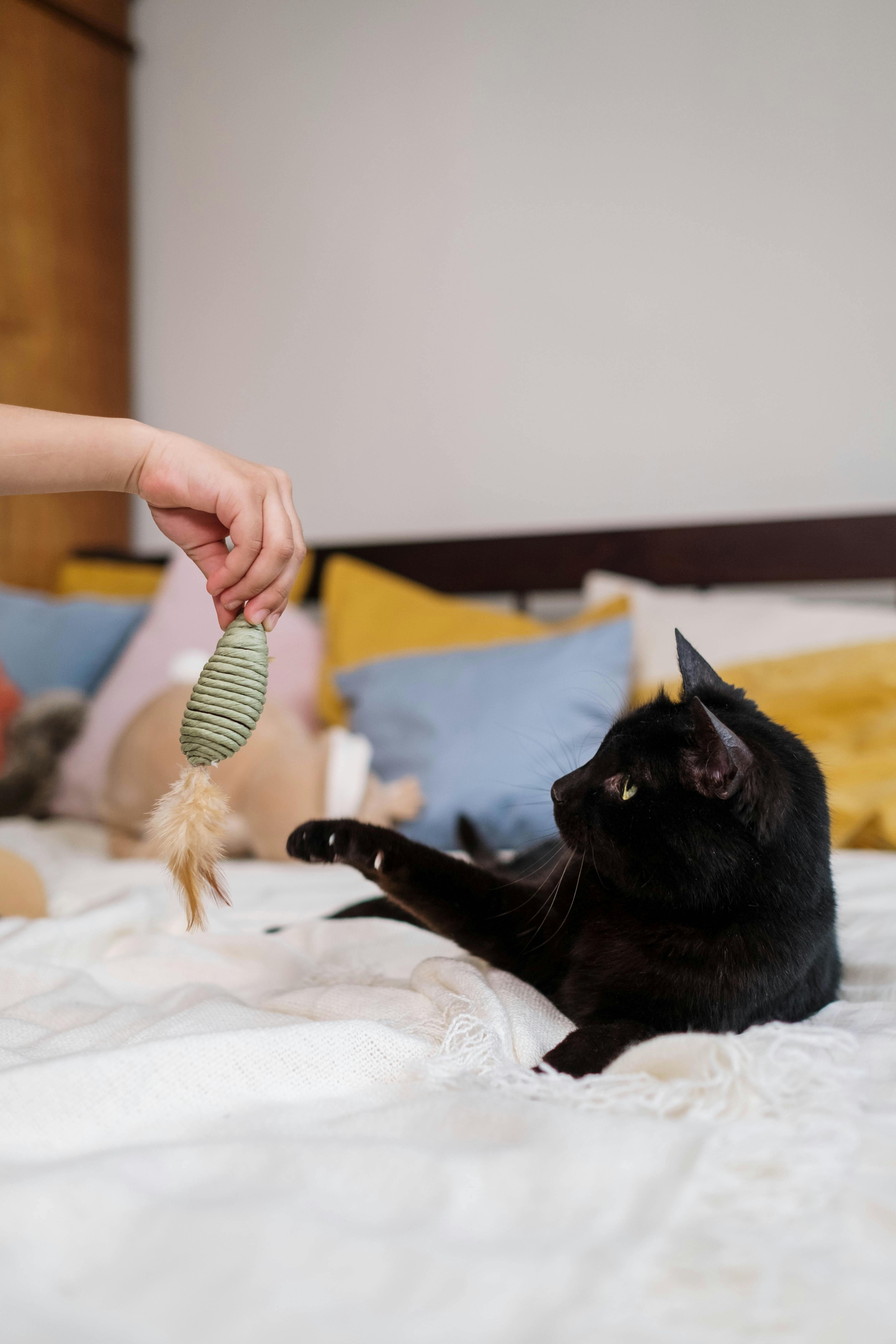Cat Scratch Disease, Cat Scratch Disease Symptoms
