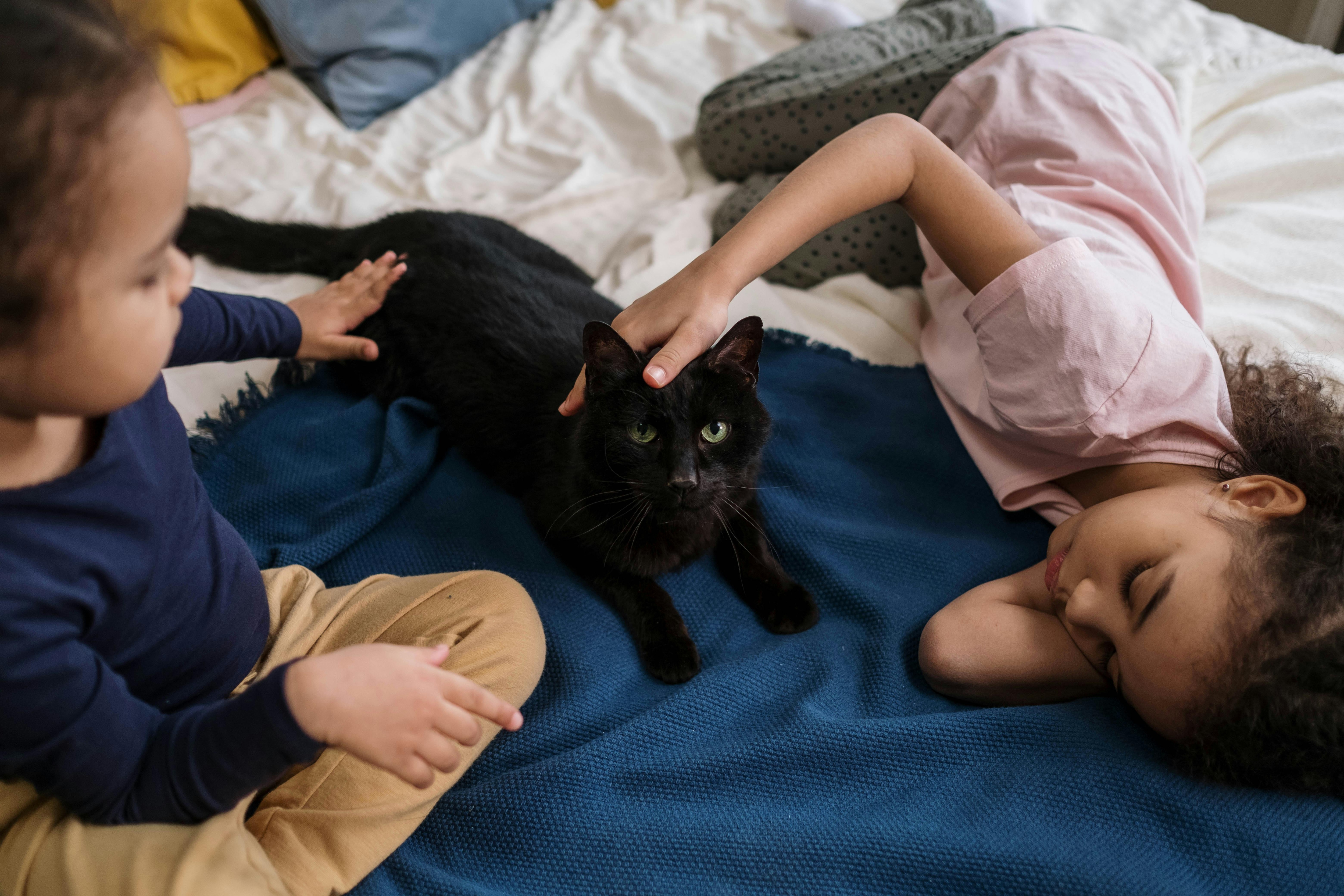 Cat Scratch Disease, Cat Scratch Disease Symptoms