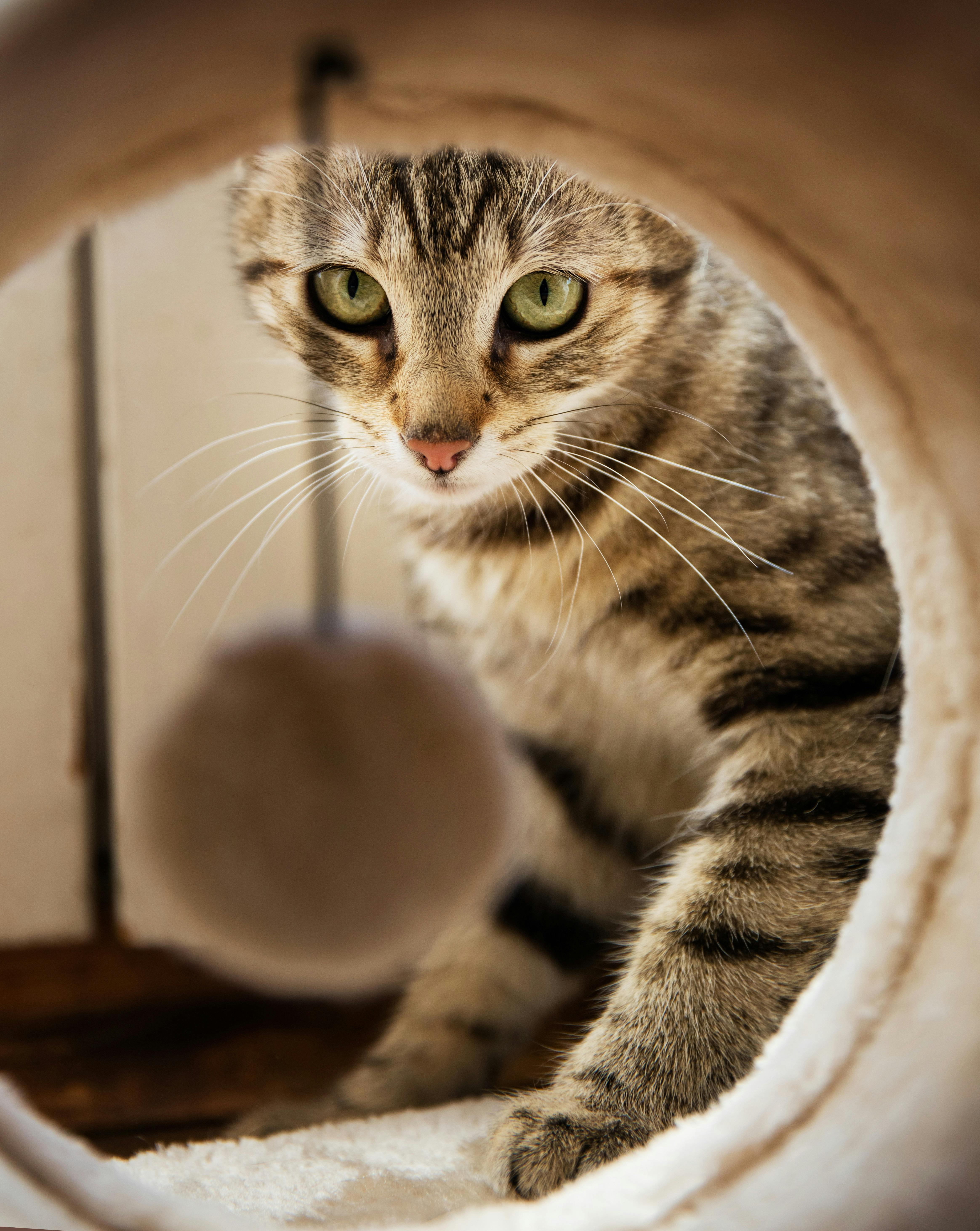 Cat Scratch Disease, Cat Scratch Disease Symptoms