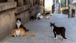 Cat sterilization: महापालिकेकडून वर्षभरात २६६४ भटक्या मांजरांची नसबंदी