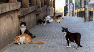 Pune Municipal Corporation sterilization 2664 stray cats in a year pune print news