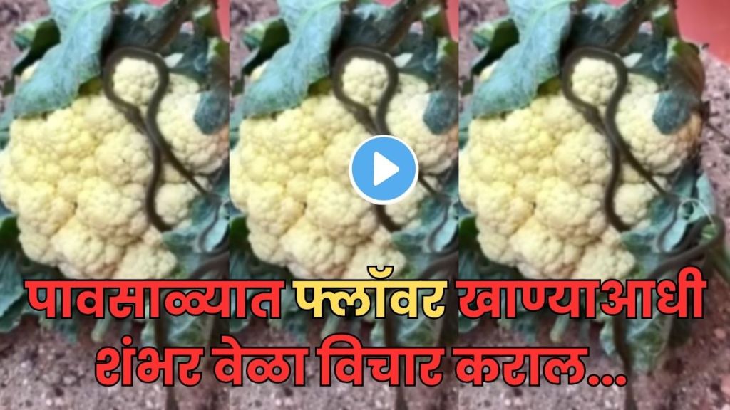Snake inside cauliflower video