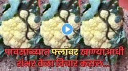 बापरे! महिलांनो, पावसाळ्यात फ्लॉवर खाताना सावधान; फ्लॉवरमधून काय निघालं पाहा; एआय VIDEO पाहून पायाखालची जमीन सरकेल