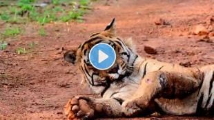 Video Chhota matka vs brahma tiger conflict tadoba tiger Chhota matka seriously injured in territorial fight