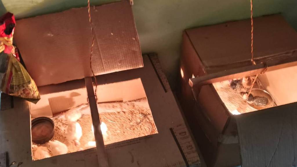 Chicken rearing at the Primary Health Center in Lakhandur Dighori Moti