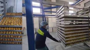 Chiku fruit processing started at Gholwad Dahanu