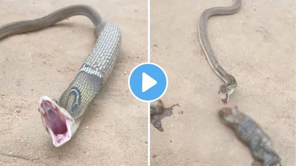 Cobra Eat Frog video viral