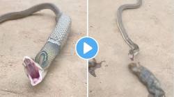 VIDEO : दोन बेडकांना एकाचवेळी खाणं किंग कोब्राला पडलं महागात; पचवताना काय हालतं झाली एकदा पाहा