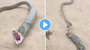 Cobra Eat Frog video viral