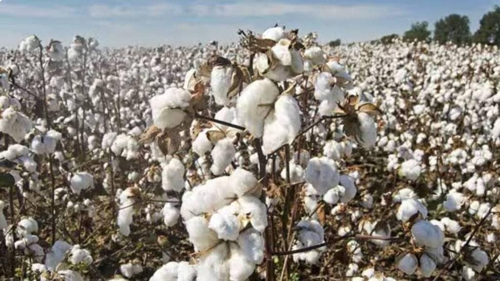 43 thousand hectares of cotton area decreased in Jalna