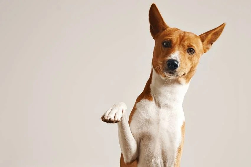 the country with zero stray dogs how they controlled the dog population