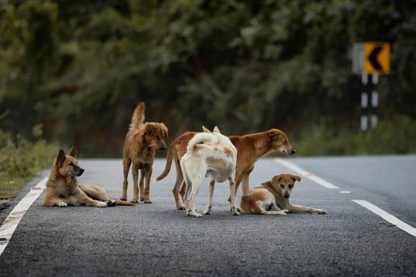 the country with zero stray dogs how they controlled the dog population
