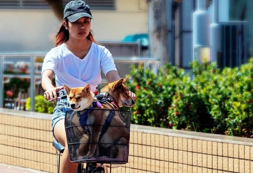 the country with zero stray dogs how they controlled the dog population