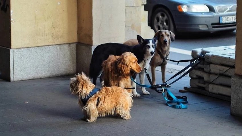 the country with zero stray dogs how they controlled the dog population