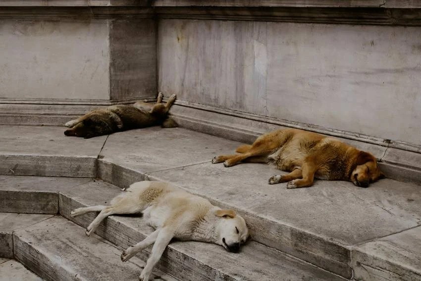 the country with zero stray dogs how they controlled the dog population