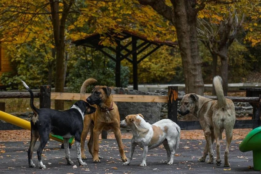 the country with zero stray dogs how they controlled the dog population
