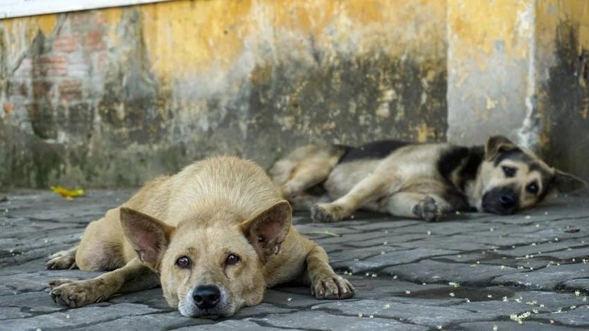 the country with zero stray dogs how they controlled the dog population
