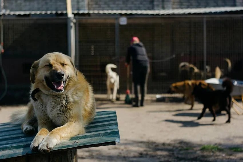 the country with zero stray dogs how they controlled the dog population